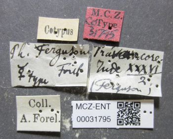 Media type: image;   Entomology 31795 Aspect: labels